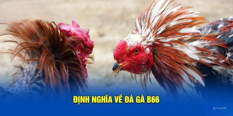 Định nghĩa về đá gà B66