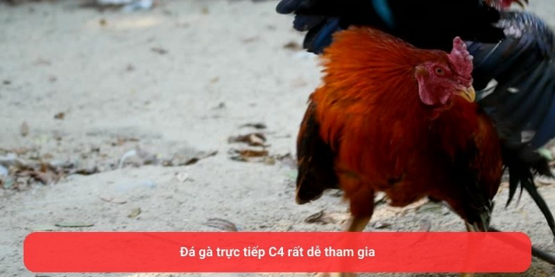 Đá gà trực tiếp C4 rất dễ tham gia