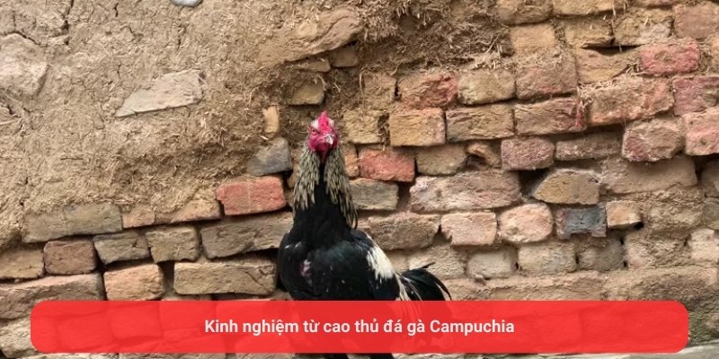 Kinh nghiệm từ cao thủ đá gà Campuchia